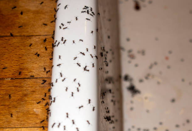 Best Flea Control Services  in Liberty Hill, TX